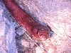 Red Coachwhip
