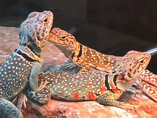 my 3 collard lizards