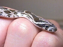baby texas rat