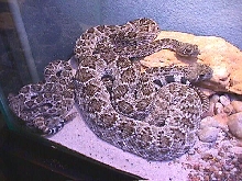C. Atrox