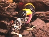 coral on rat