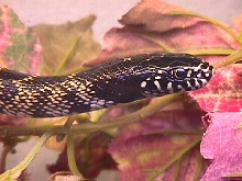 Lampropeltis getula splendida