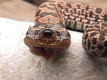 2 headed hognosed snake