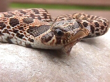 2 Headed hognosed snake
