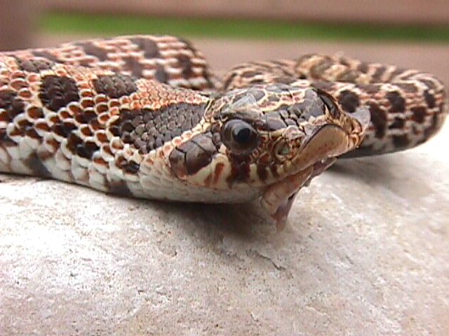 2 Headed hognosed snake