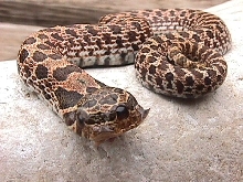 2 headed hognosed snake