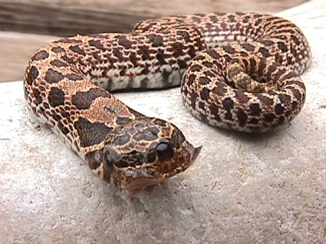 2 headed hognosed snake