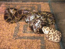 slendida/atrox