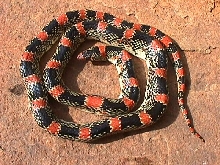 Texas Longnose Snake