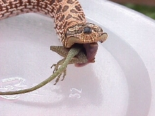 3 eyed hognose eating anole