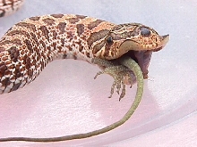 Triclops Hognose eating anole