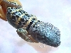 collared