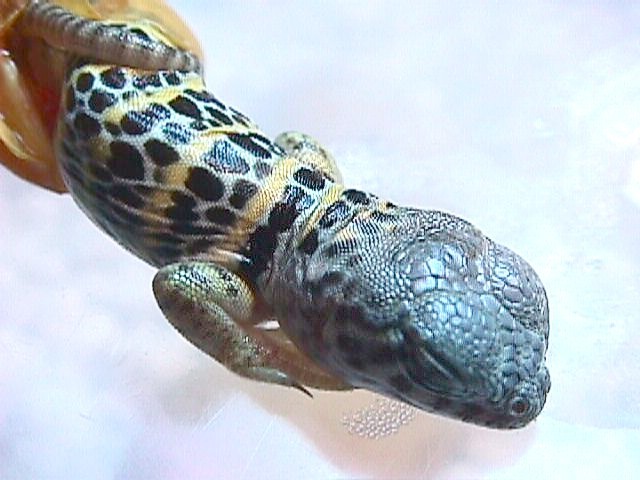 collared