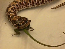 3 eyed snake