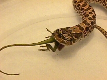 3 eyed snake
