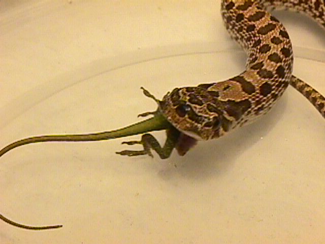 3 eyed snake
