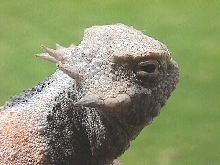 Round Tailed Horned Lizard
