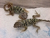 baby collareds