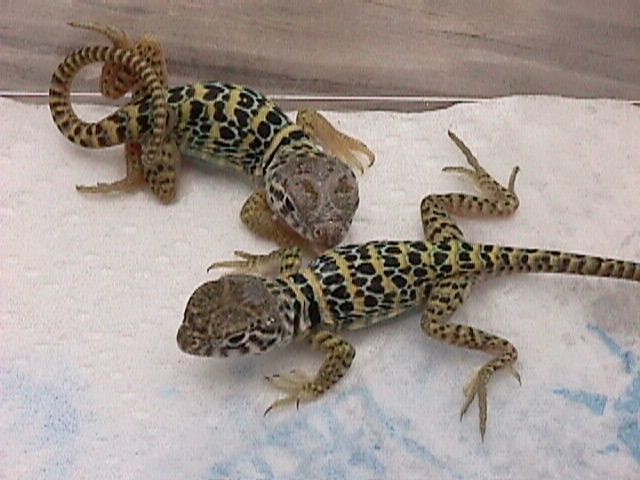 baby collareds
