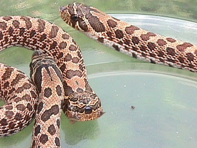 2 headed hognose
