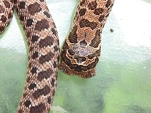 2 headed hognose snake