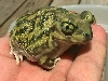 Couch's Spadefoot
