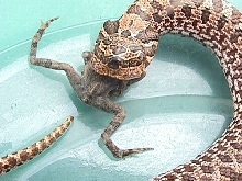 3 eyed hognose eating a toad