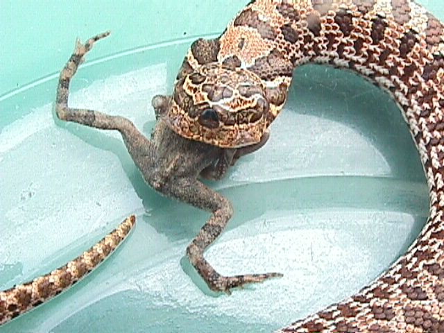 3 eyed hognose eating a toad