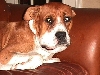 snakebit dog