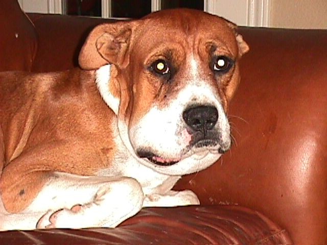 snakebit dog