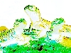 lime citrus collareds