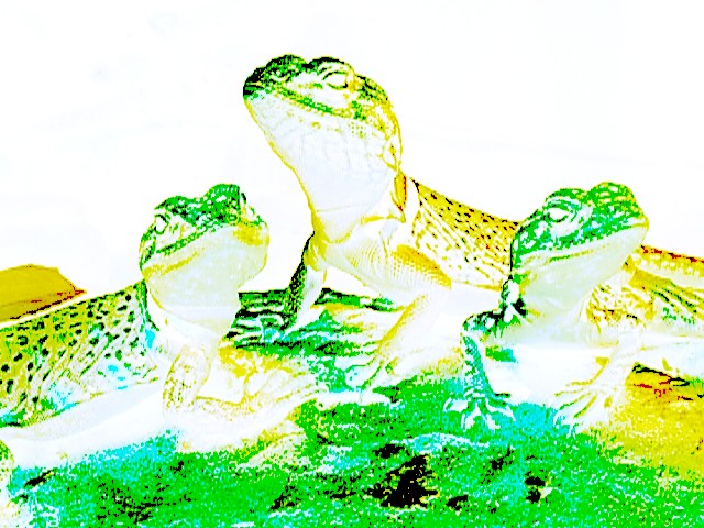 lime citrus collareds