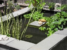 turtle pond