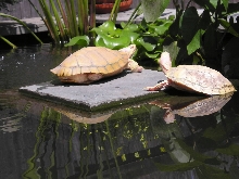 ARES pair