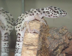 Leo