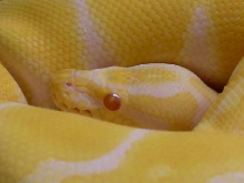 05 Albino