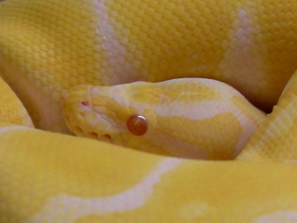 05 Albino