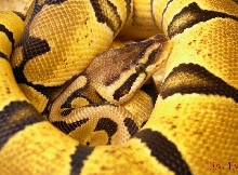05 Pastel female
