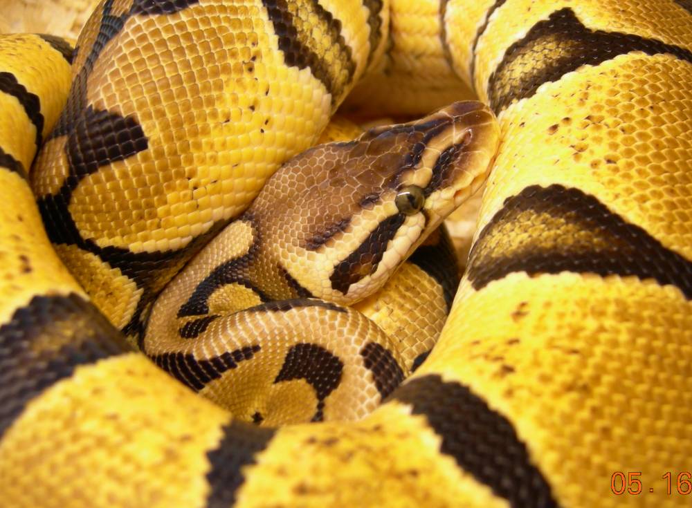 05 Pastel female