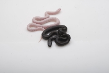Nitida