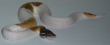 WFReptiles "White Gold"