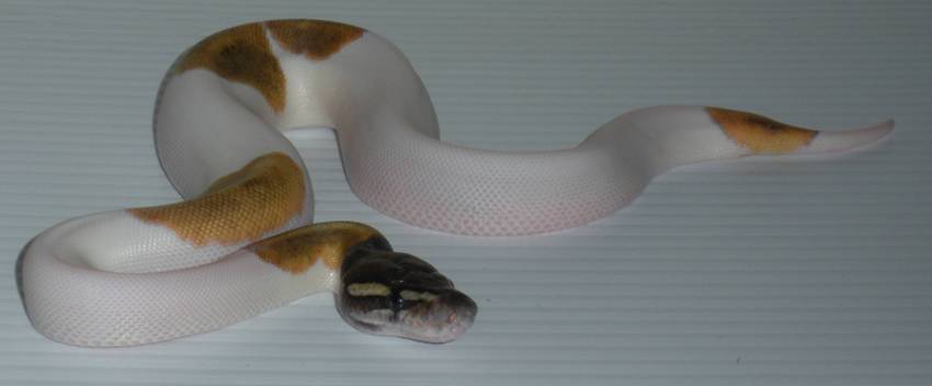 WFReptiles "White Gold"