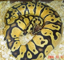 Pastel