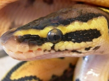 pastel close up