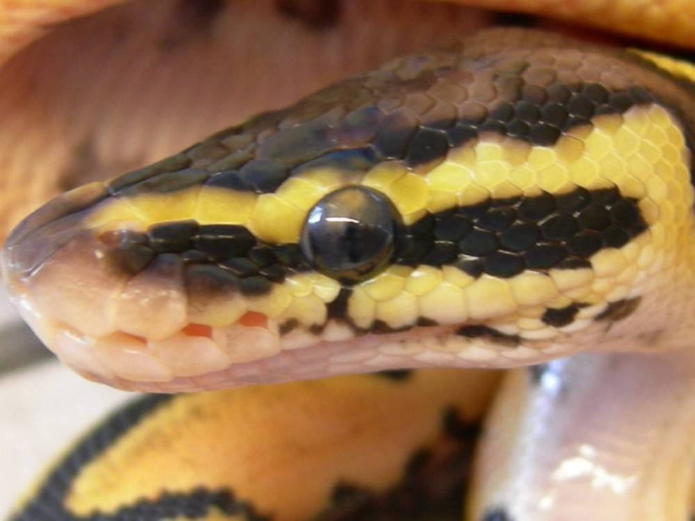 pastel close up