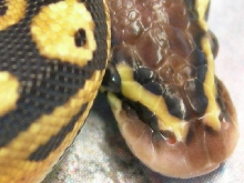 06 Pastel Hatchling