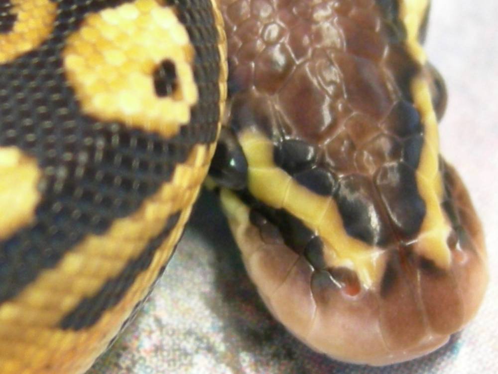 06 Pastel Hatchling