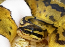 05 Piebald