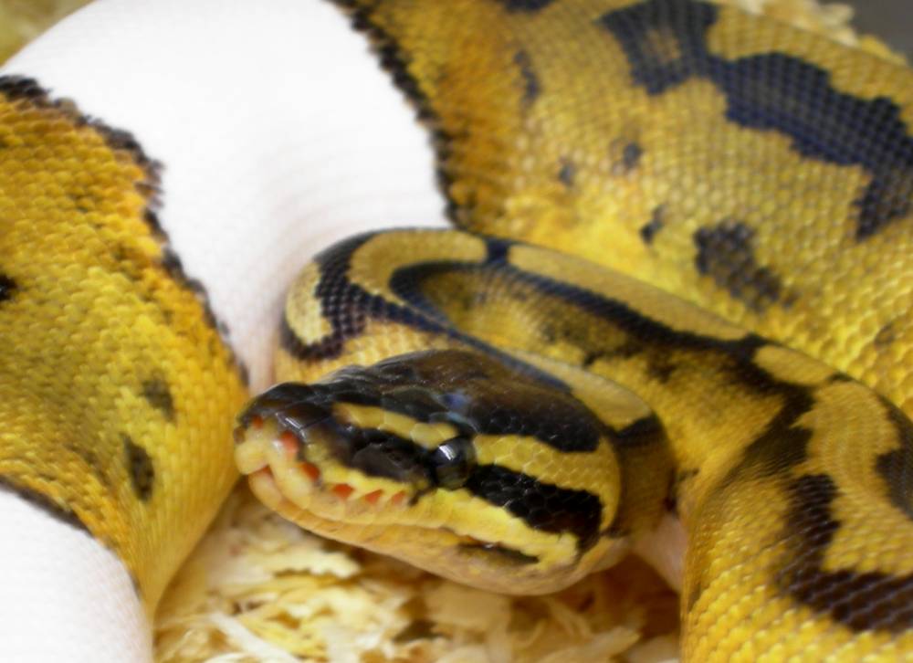 05 Piebald