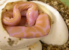 Albino hatchling